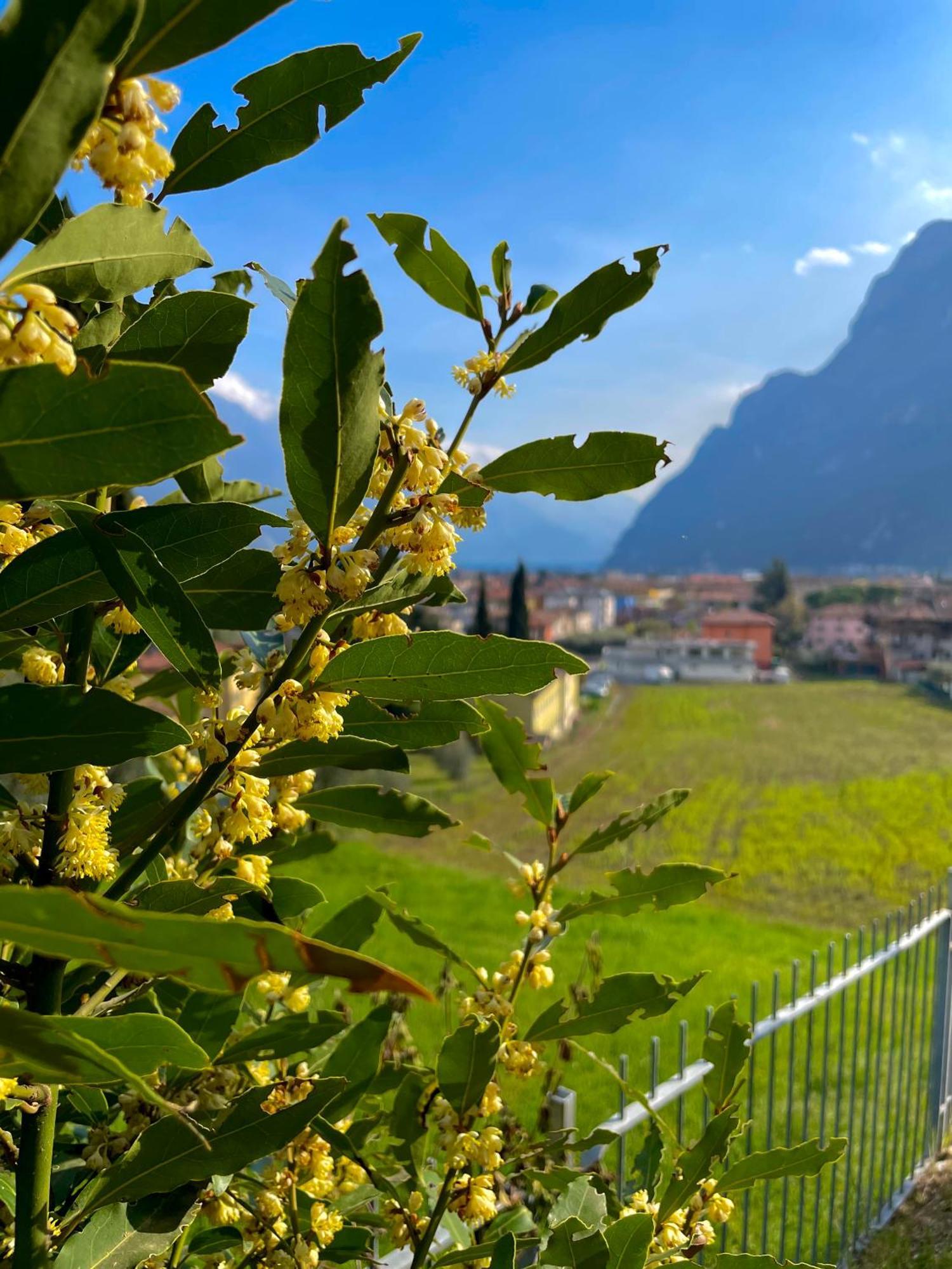 View & Chill Apartment Riva del Garda Eksteriør billede